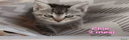 Altre razze gatti in regalo: SALVA UN GATTINO! a Provincia di Reggio Emilia - Annuncio 7