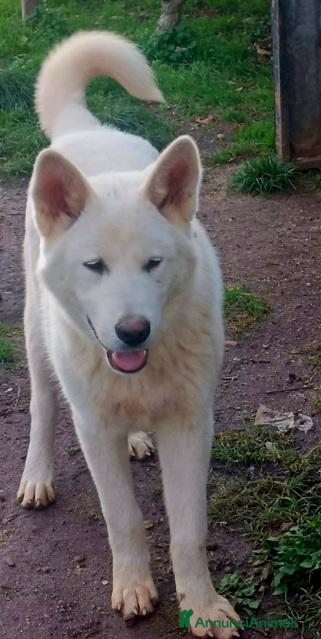 Meticcio cani in regalo: UNA MAMMA PER HIRO - Annuncio 4