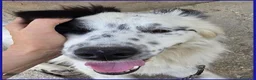 Border Collie cani in regalo: NOVELLO CUCCIOLONE 1 ANNO SIMIL BORDER, MERAVIGLIA - Annuncio 3