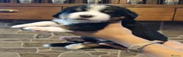 Bovaro del Bernese cani in vendita: Bovaro del bernese cuccioli disponibili - Annuncio 4