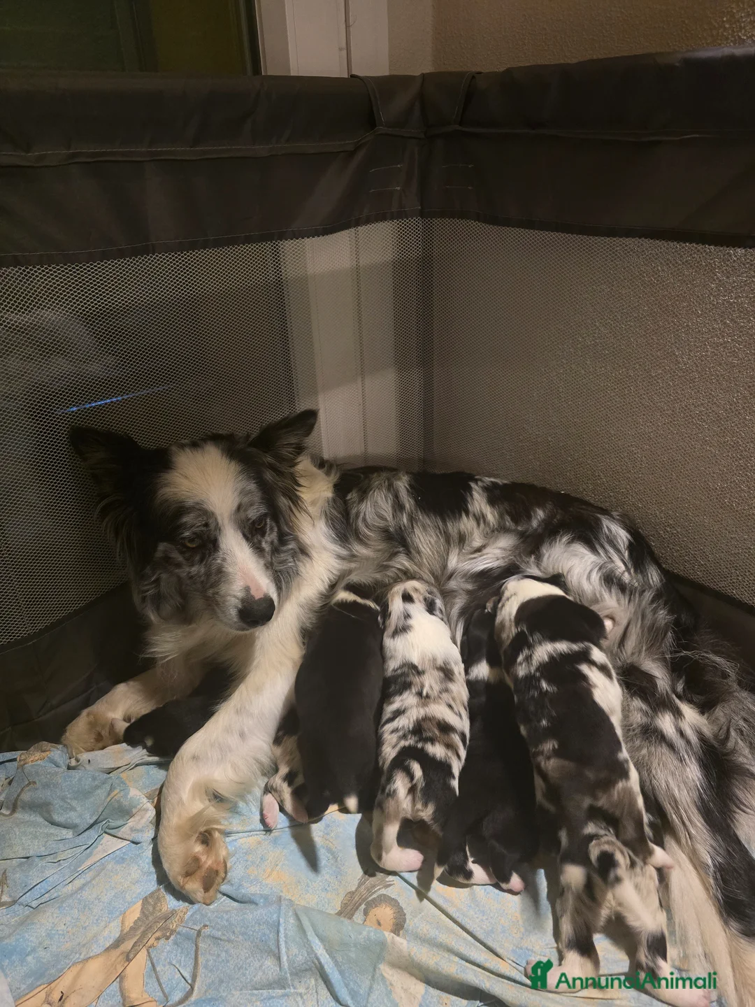 Border Collie cani in vendita: Cuccioli di Border Collie - Annuncio 2