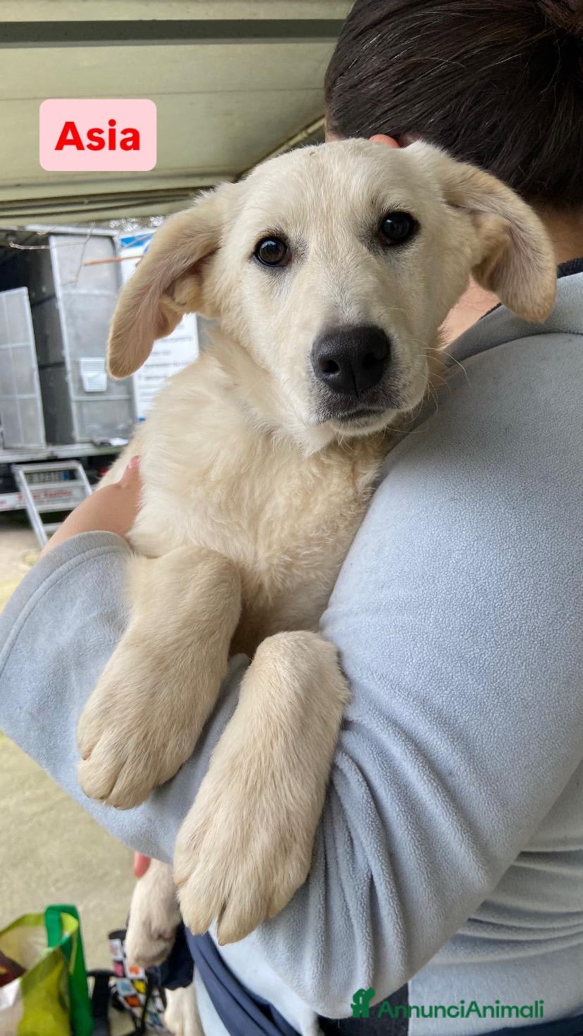 Meticcio cani Asia dolce cucciolotta - Annuncio 6