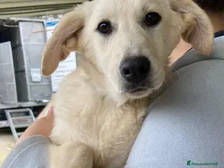 Meticcio cani Asia dolce cucciolotta - Annuncio 6