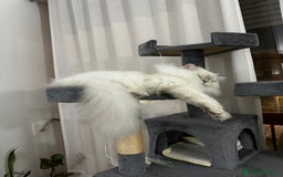 Scottish gatti per accoppiamento: Scottish Highland per accoppiamento  a Provincia di Varese - Immagine 11