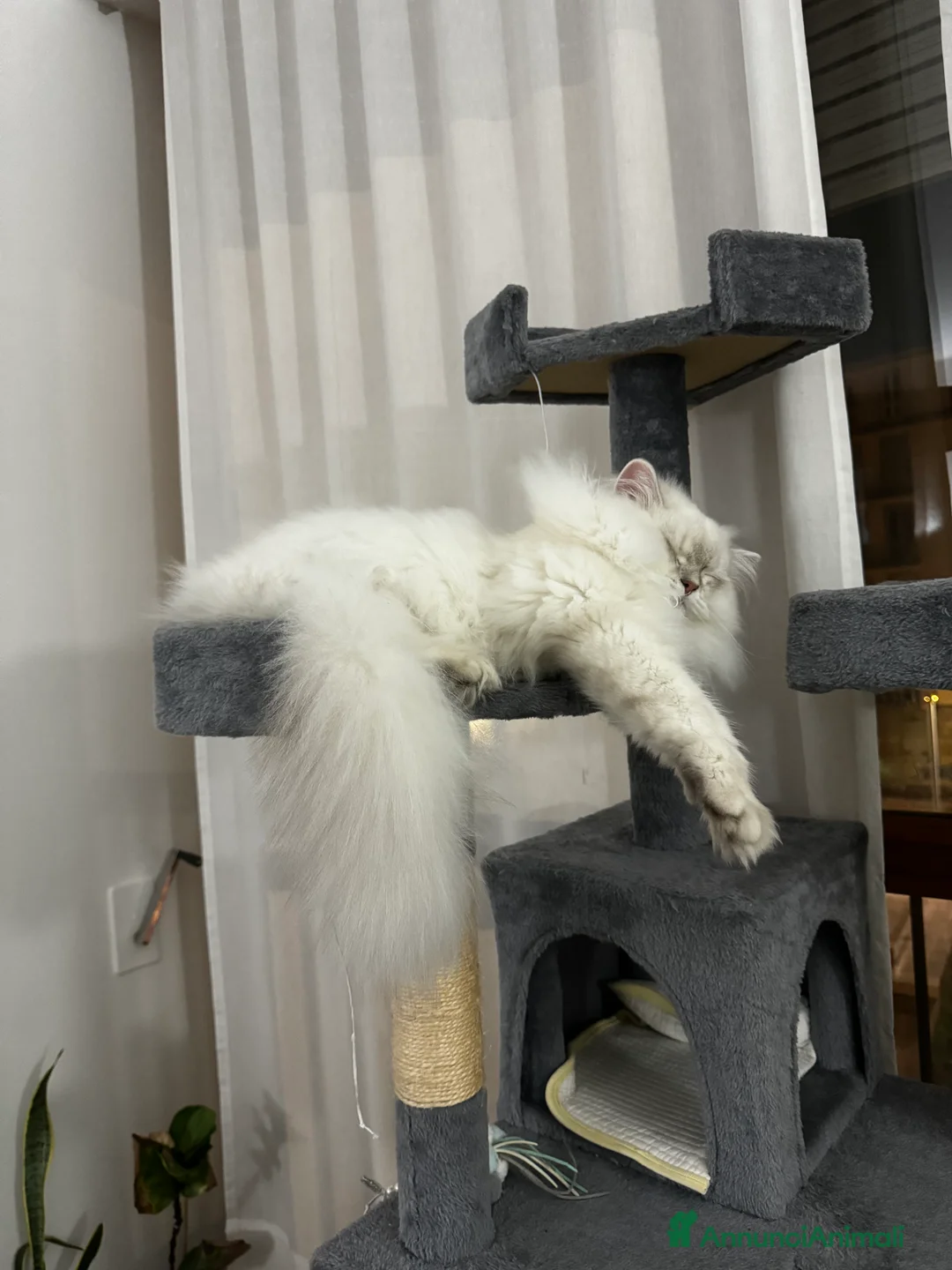 Scottish gatti per accoppiamento: Scottish Highland per accoppiamento  a Provincia di Varese - Annuncio 11