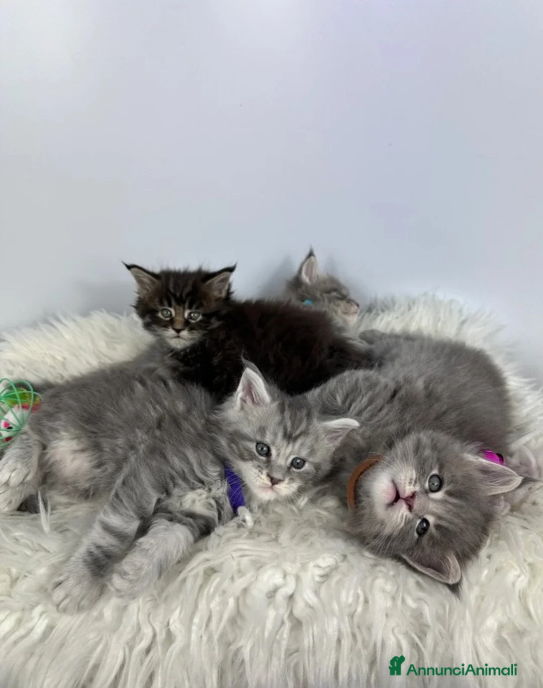 Maine Coon gatti in vendita: 6 splendidi gattini Maine Coon di razza pura - Annuncio 14