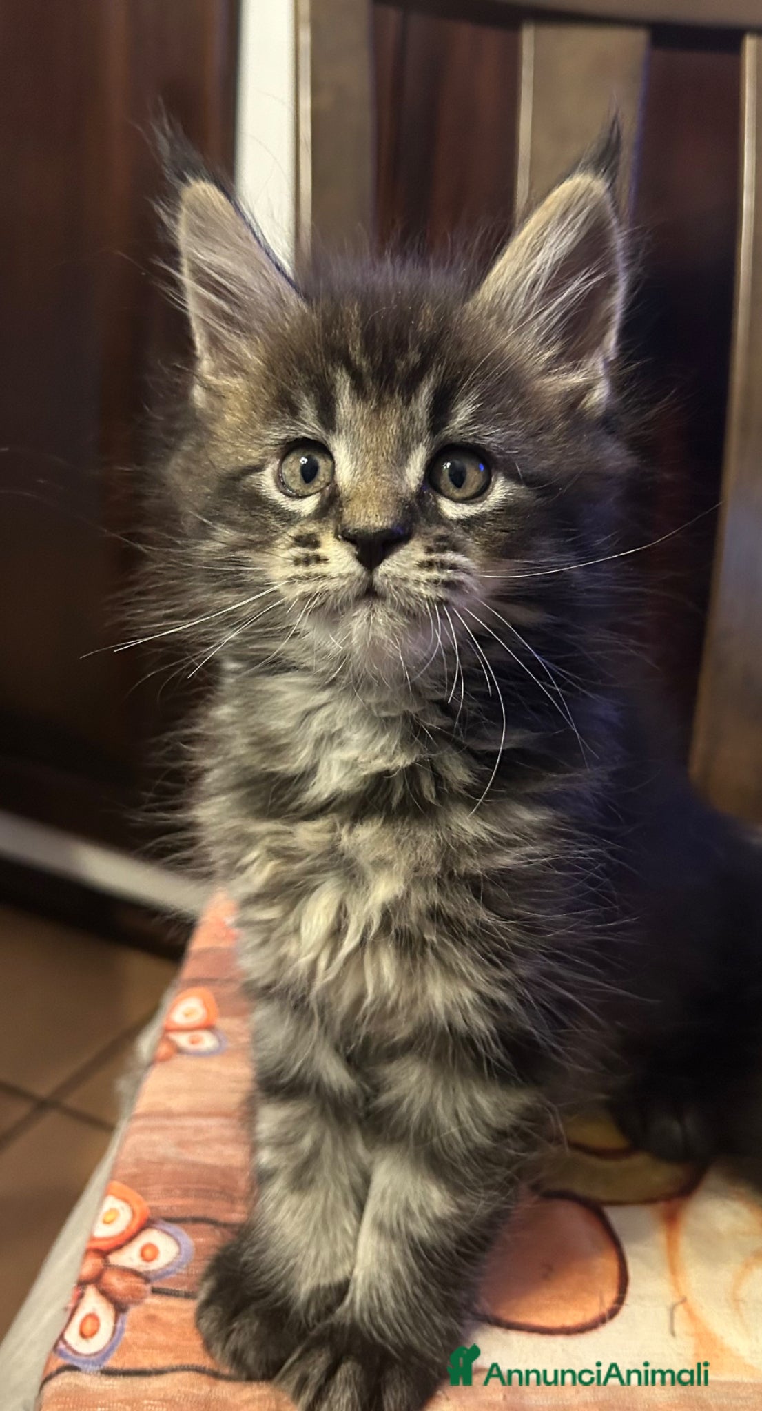 Maine Coon gatti Maschietto Maine Coon  - Annuncio 2