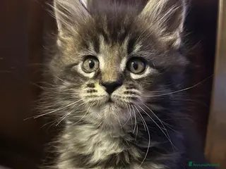 Maine Coon gatti Maschietto Maine Coon - Annuncio 2