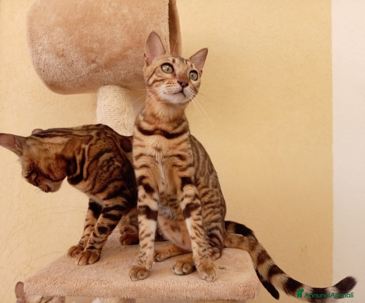 Bengala gatti Gatto Bengala femmina  - Annuncio 4