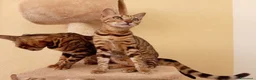 Bengala gatti in vendita: Gatto Bengala femmina  - Annuncio 1