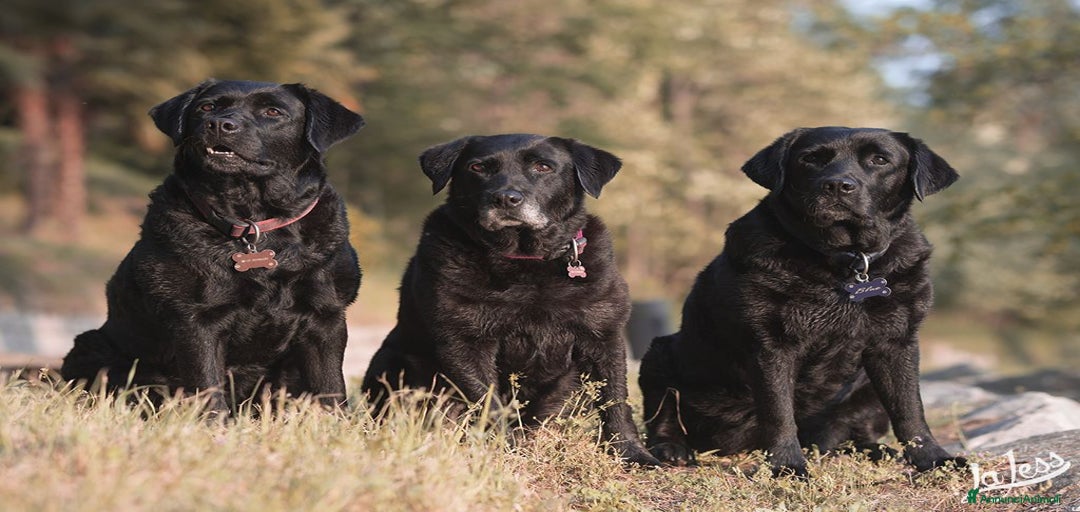 Immagine della galleria {{count}}