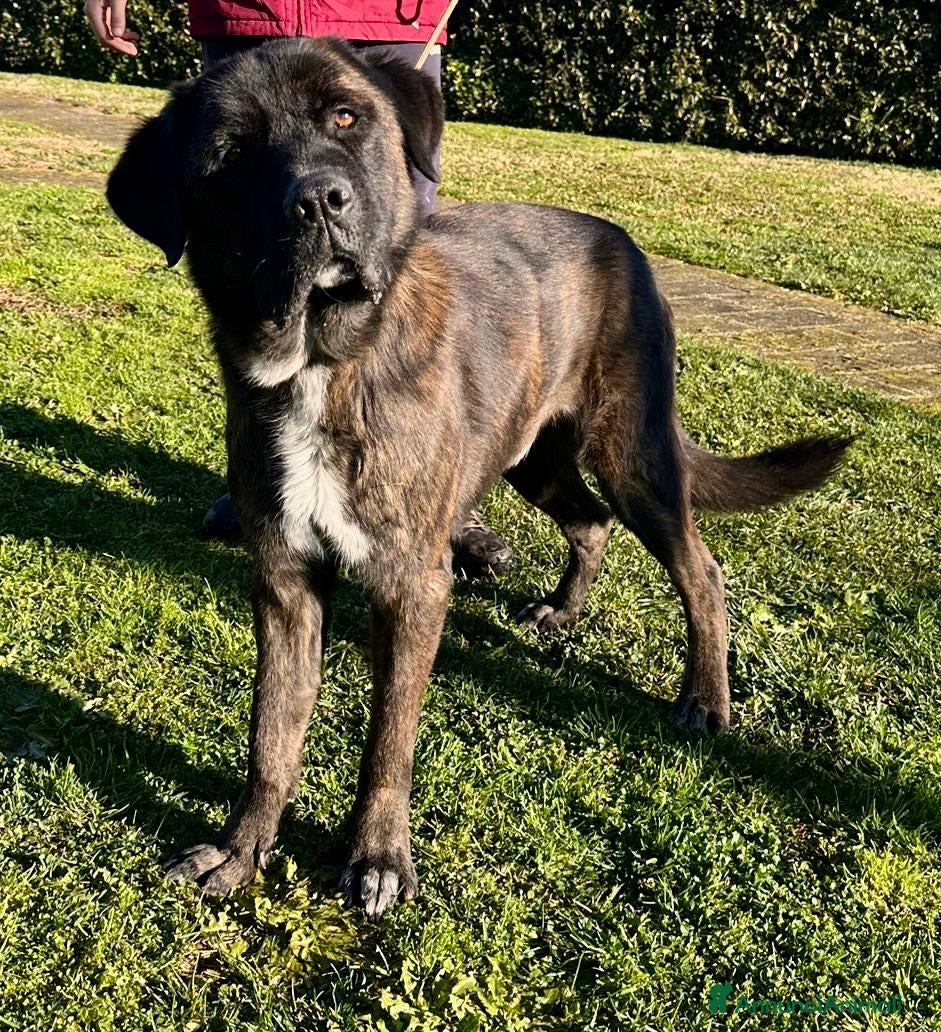 Meticcio cani Simil Corso 5 anni - Annuncio 1