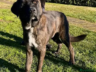 Meticcio cani Simil Corso 5 anni - Annuncio 1