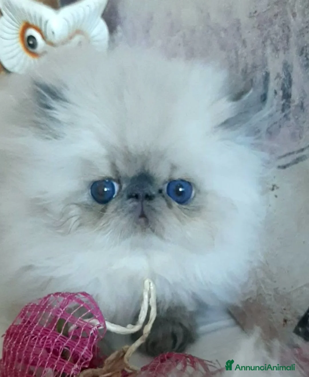 Persiano gatti in vendita: Disponibile cucciolo blue point persiano - Annuncio 2