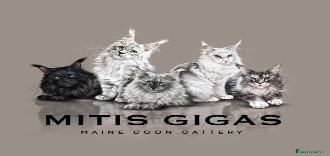 Immagine della galleria {{count}}