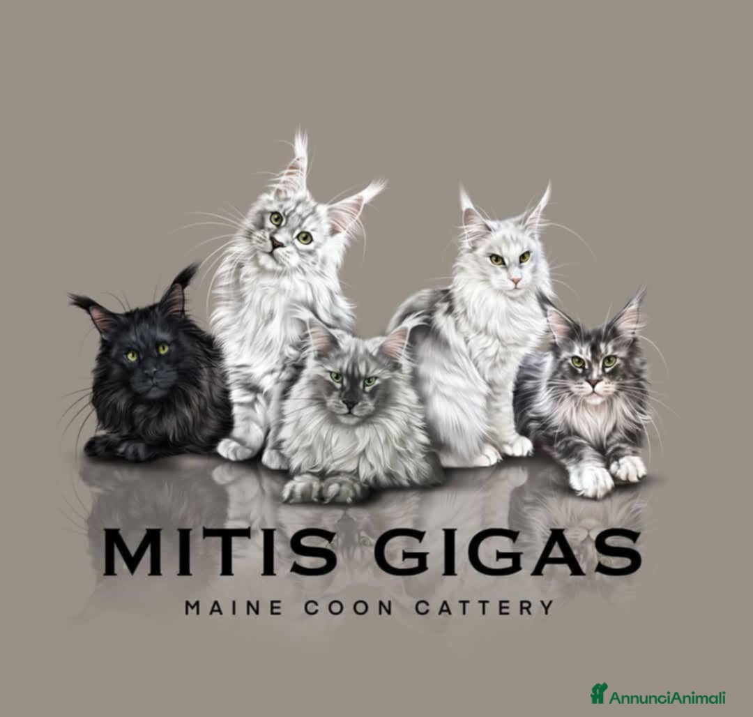 Immagine della galleria {{count}}