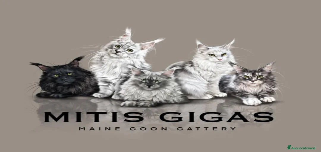 Immagine della galleria {{count}}