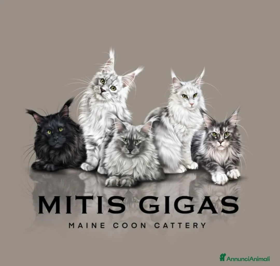 Immagine della galleria {{count}}