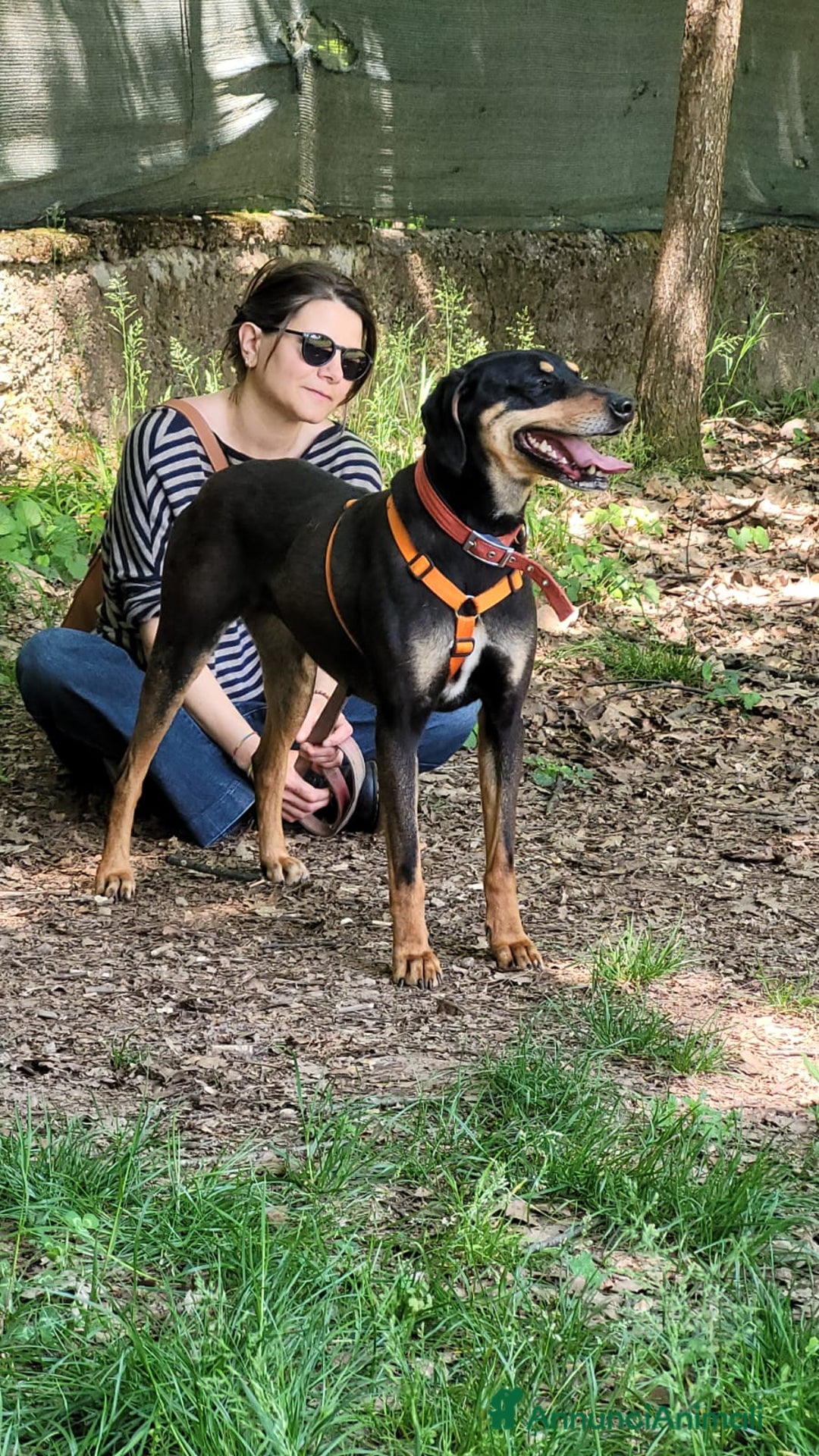 Segugio cani in regalo: Splendida mix segugio - SKYLAR a Città metropolitana di Milano - Annuncio 10