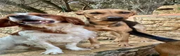 Breton cani in regalo: Poli il Breton energetico  - Annuncio 8