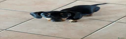 Bassotto cani in vendita: Cucciolo di bassotto tedesco nano femmina - Annuncio 4