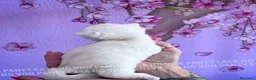 British gatti in vendita: Cuccioli di Brisith Shorthair con Pedigree - Annuncio 3