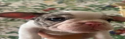 Bulldog Francese cani in vendita: Cucciola di buldolg francese merlee - Annuncio 4