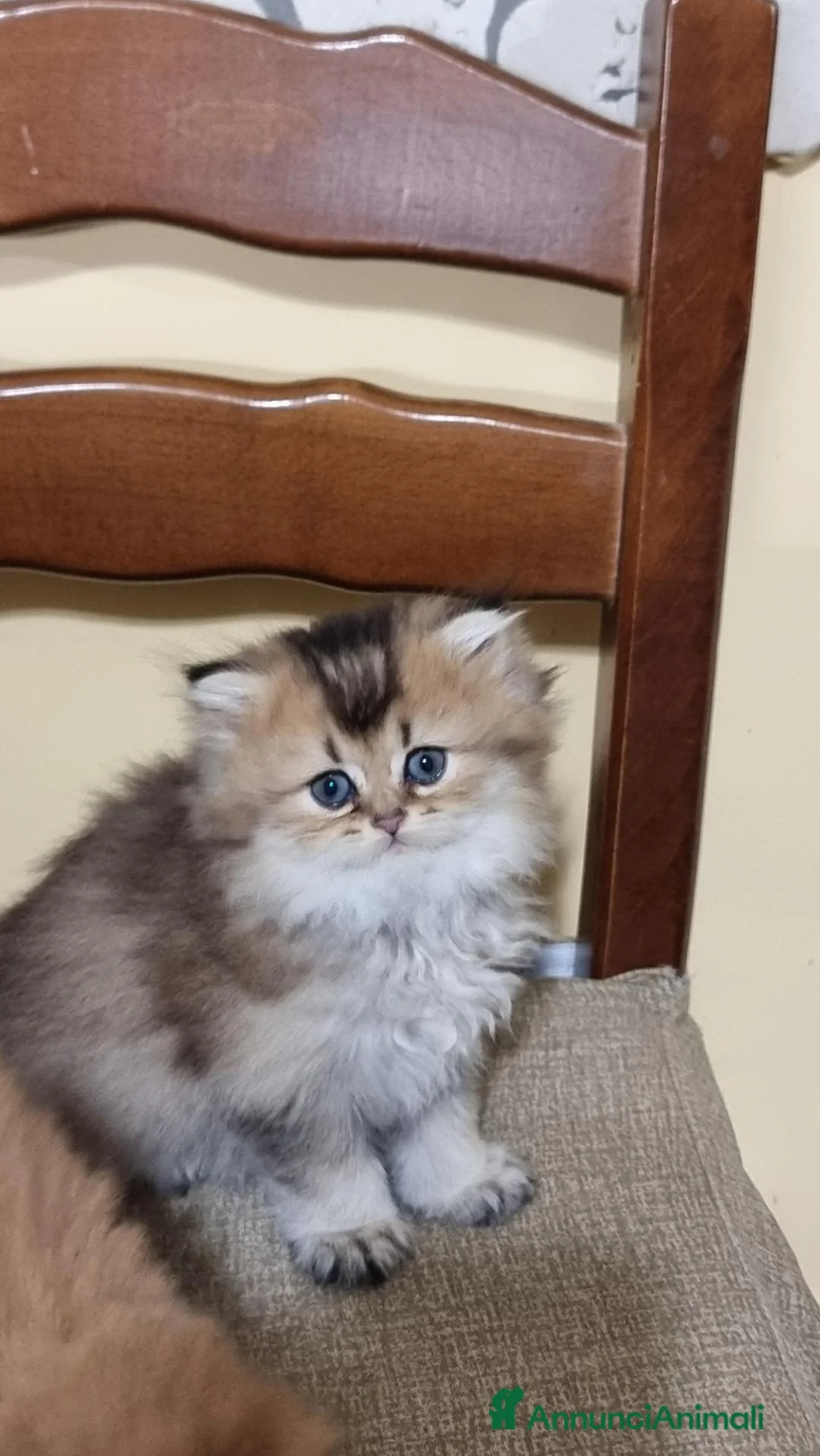 British gatti in vendita: Gattini british longhair  - Annuncio 2