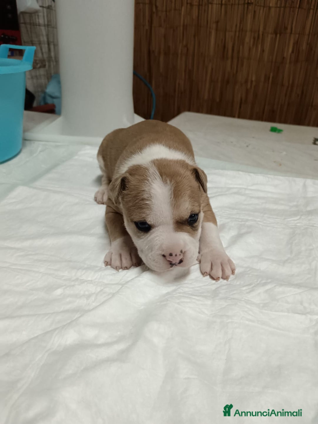 American Staffordshire cani in vendita: America Staffordshire terrier - Annuncio 10