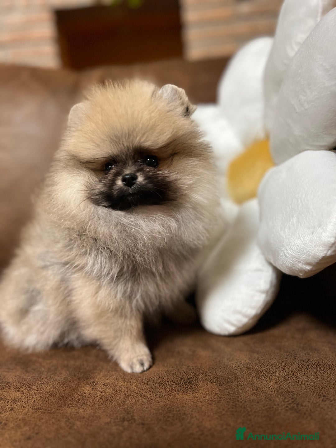 Volpino Pomerania cani in vendita: CUCCIOLA DI POMERANIA CON PEDIGREE ENCI - Annuncio 4