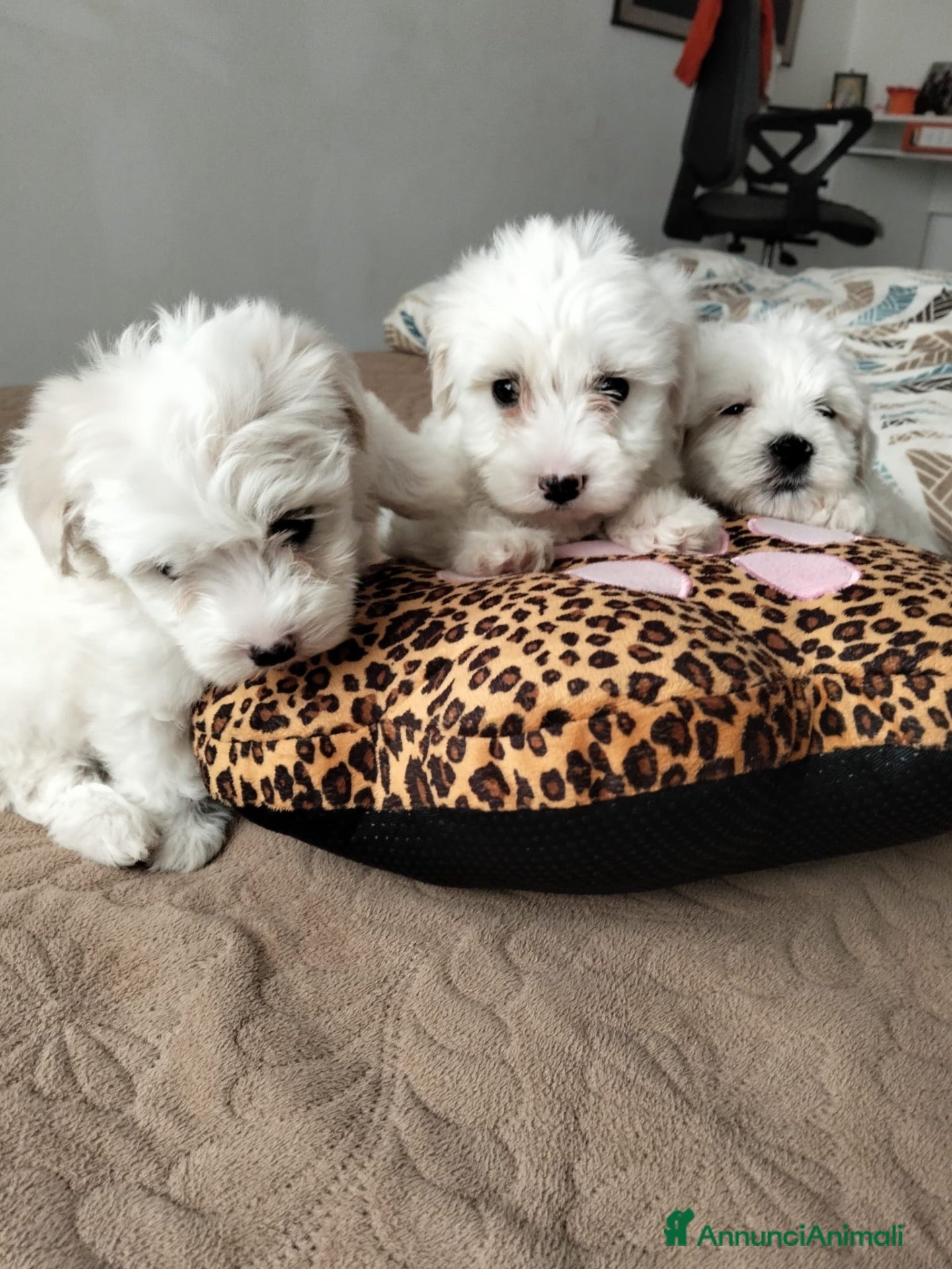 Maltese cani Maltese - Annuncio 16