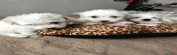 Maltese cani in vendita: Maltese - Annuncio 1