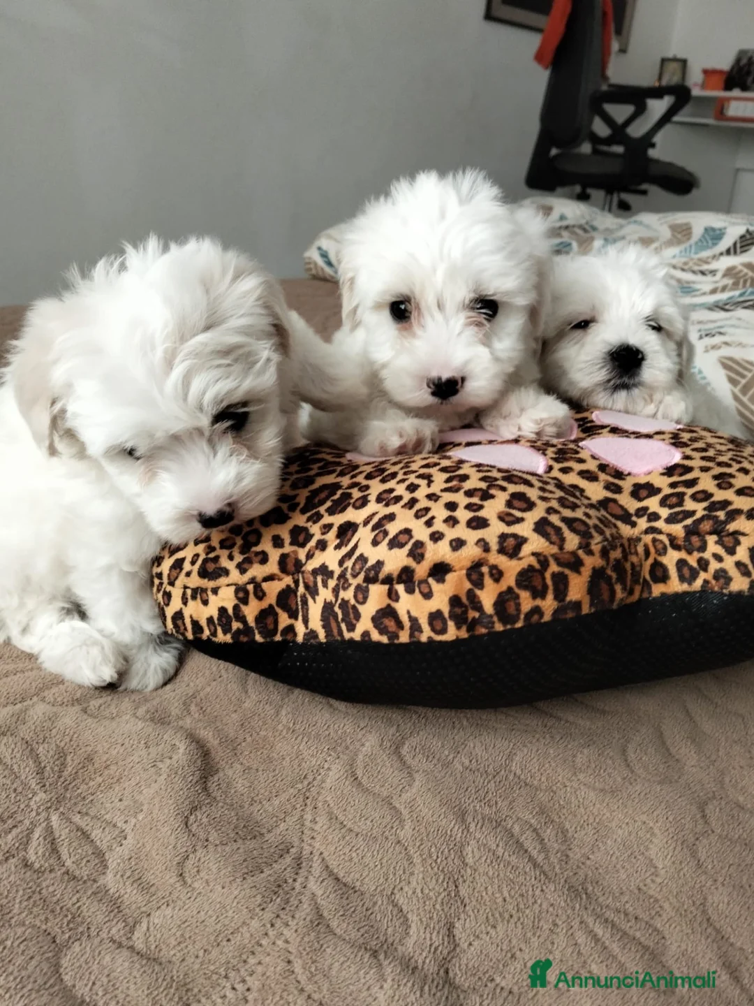 Maltese cani in vendita: Maltese - Annuncio 1