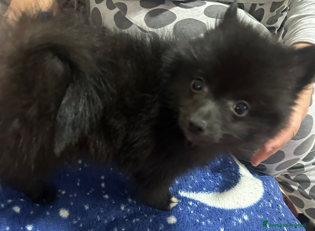 Spitz cani in vendita: Vendo cucciolo di spitz tedesco maschio  - Annuncio 4