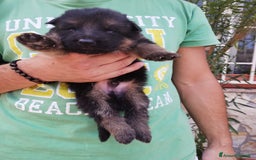 Pastore Tedesco cani in vendita: cuccioli di pastore tedesco a Provincia di Chieti - Immagine 4