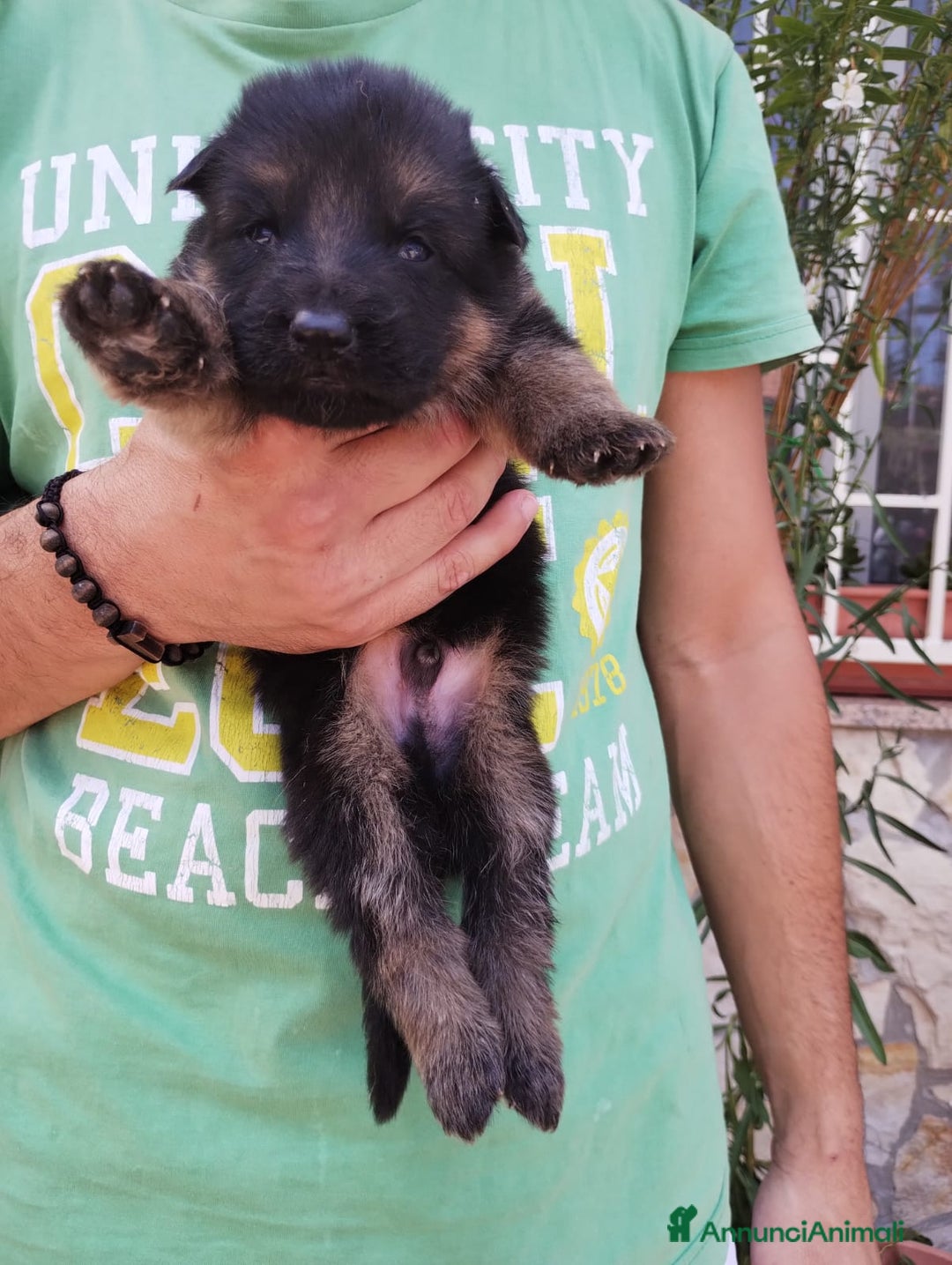 Pastore Tedesco cani in vendita: cuccioli di pastore tedesco a Provincia di Chieti - Immagine 4