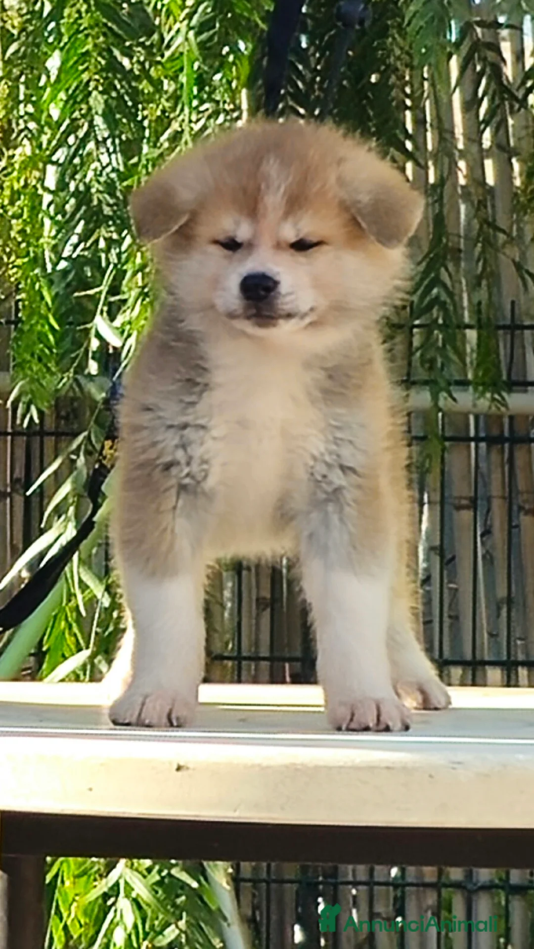 Akita Inu cani in vendita: Cuccioli Akita inu - Annuncio 3