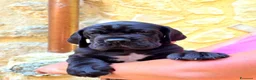 Alano cani in vendita: Cuccioli Alano Neri e blu - Annuncio 1