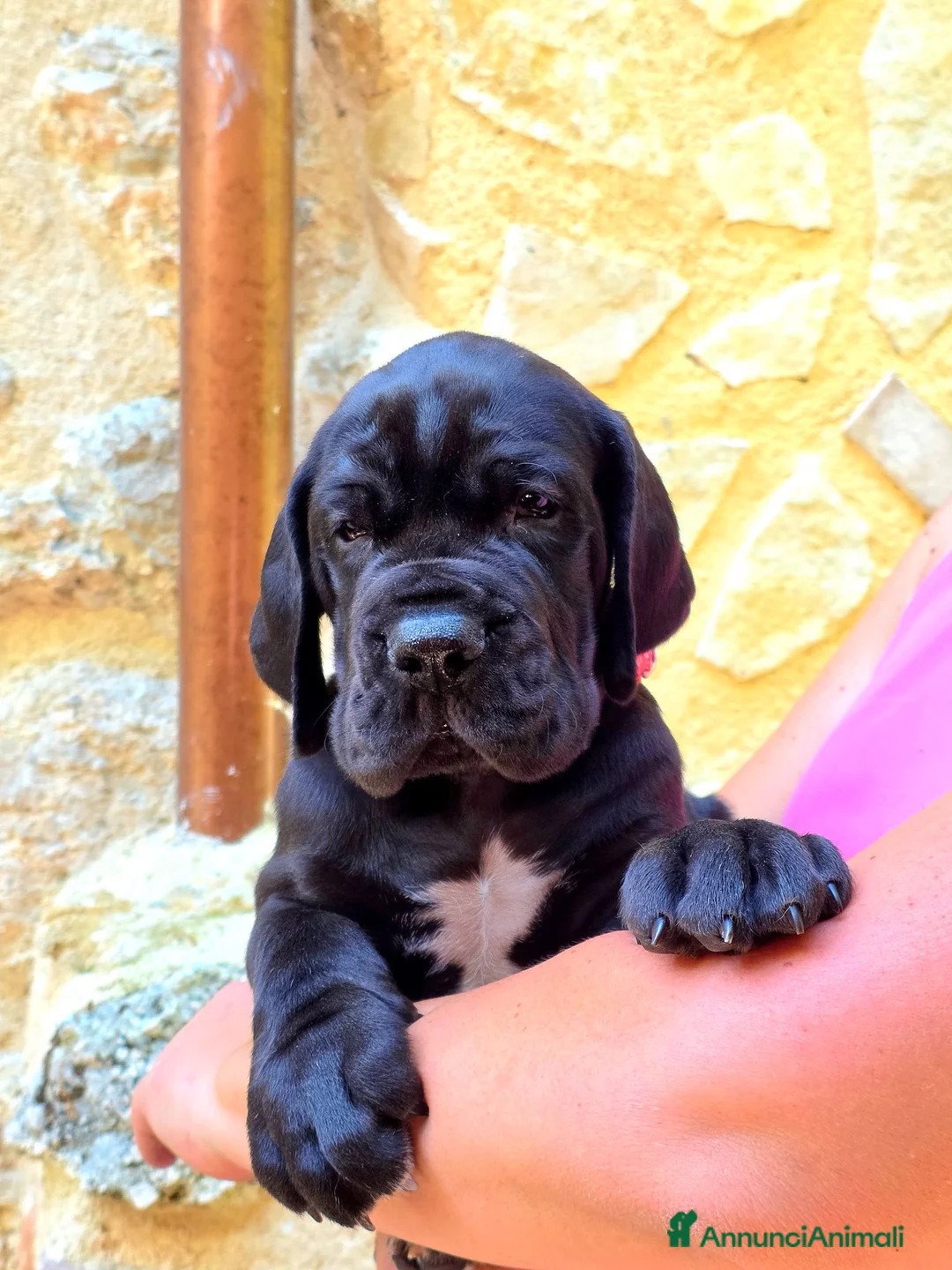 Alano cani in vendita: Cuccioli Alano Neri e blu - Annuncio 1