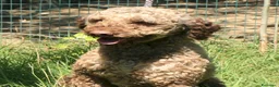 Lagotto cani in vendita: Lagotto romagnolo - maschio adulto 1 a Provincia di Ravenna - Annuncio 2