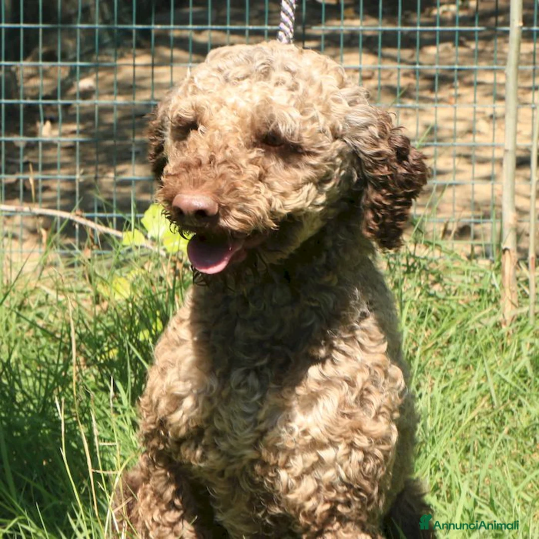 Lagotto cani in vendita: Lagotto romagnolo - maschio adulto 1 a Provincia di Ravenna - Annuncio 2