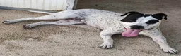 Meticcio cani in regalo: 2 anni, Dolcissima, mini mollossina.  - Annuncio 5