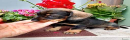 Bassotto cani in vendita: Bassotto pelo duro maschi  - Annuncio 21