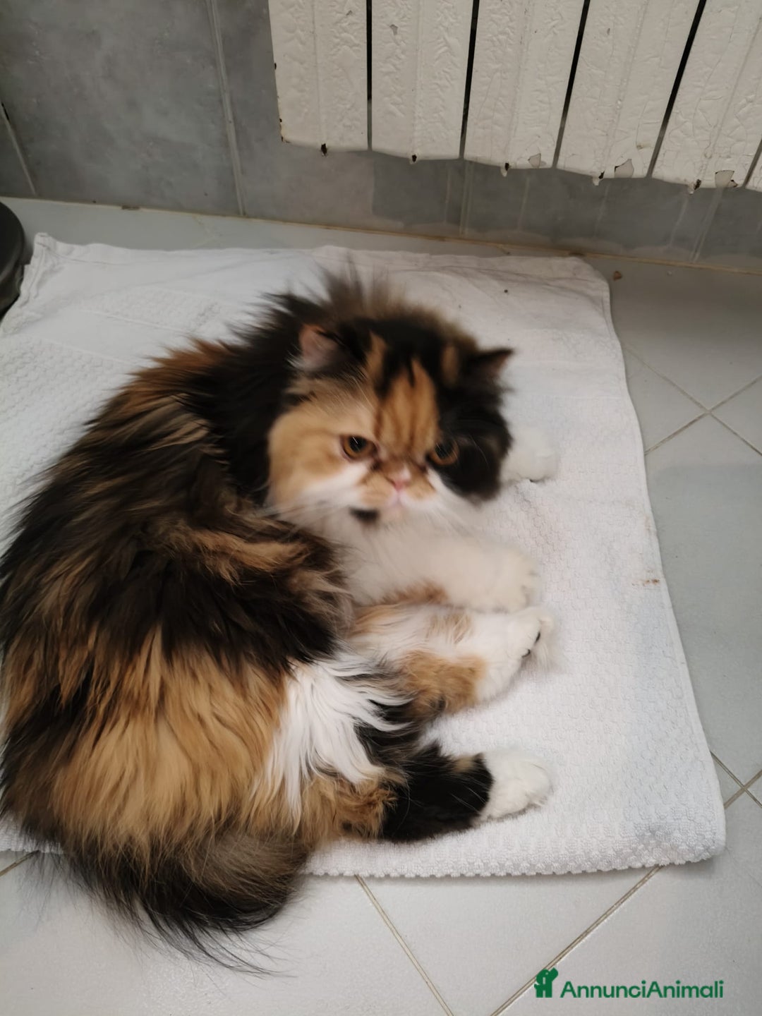 Persiano gatti per accoppiamento: Sun cerca fidanzato - Annuncio 5