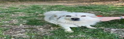Meticcio cani in regalo: yorgo, un tenero pelosetto - Annuncio 8