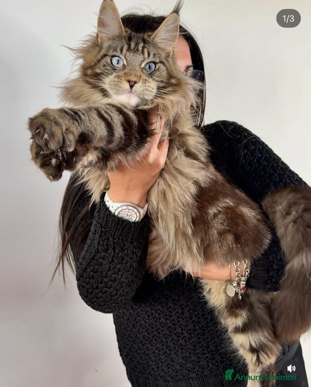 Maine Coon gatti in vendita: Cuccioli Maine Coon con pedigree - Annuncio 2