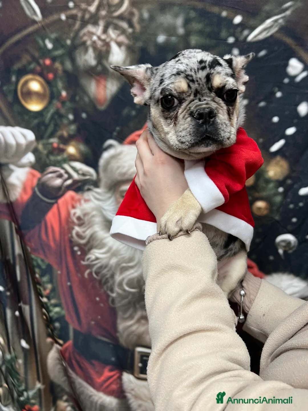 Bulldog Francese cani in vendita: Bulldog francese - Annuncio 4