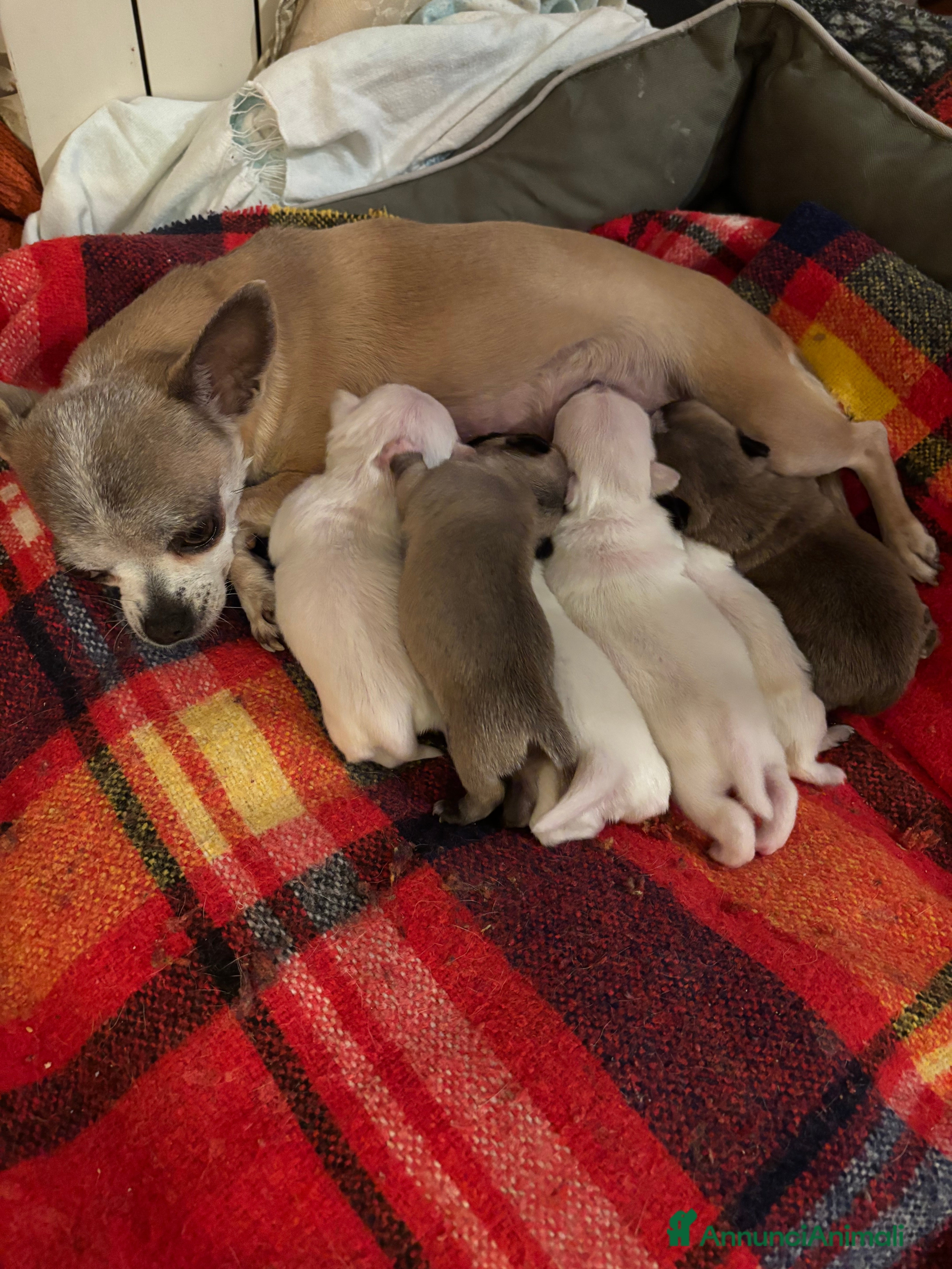 Chihuahua cani Cuccioli Chihuahua con pedigree  - Annuncio 2