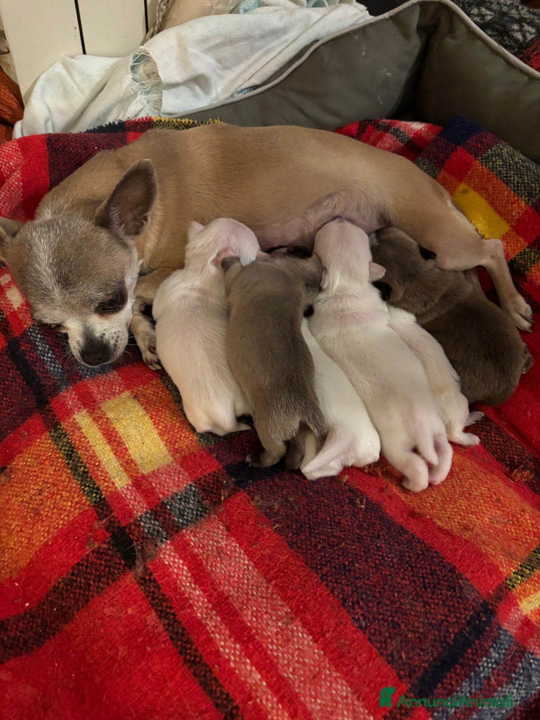 Chihuahua cani in vendita: Cuccioli Chihuahua con pedigree  - Annuncio 2