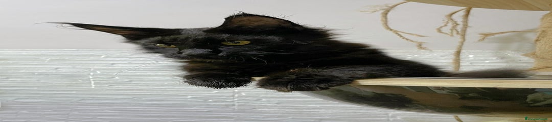 Maine Coon Gattino 3